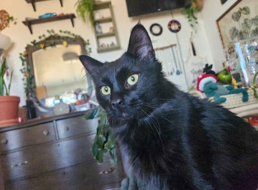 Moony, an adoptable Domestic Long Hair in Minot, ND, 58701 | Photo Image 2