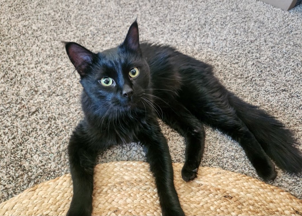 Moony, an adoptable Domestic Long Hair in Minot, ND, 58701 | Photo Image 3
