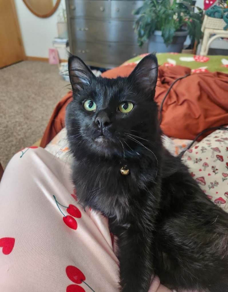 Moony, an adoptable Domestic Long Hair in Minot, ND, 58701 | Photo Image 4