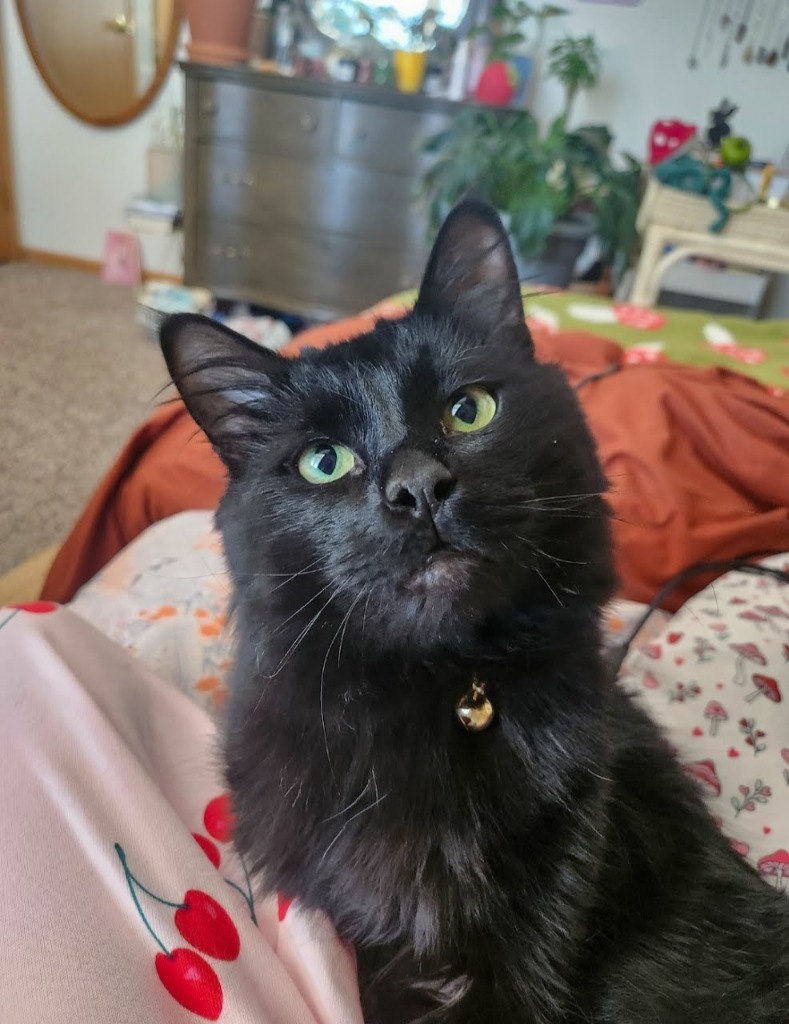 Moony, an adoptable Domestic Long Hair in Minot, ND, 58701 | Photo Image 5