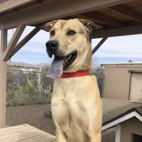 Scrunchie, an adoptable Labrador Retriever in Cottonwood, AZ, 86326 | Photo Image 1