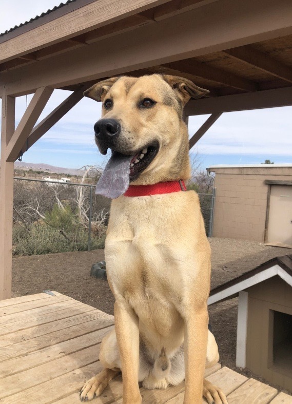 Scrunchie, an adoptable Labrador Retriever in Cottonwood, AZ, 86326 | Photo Image 2