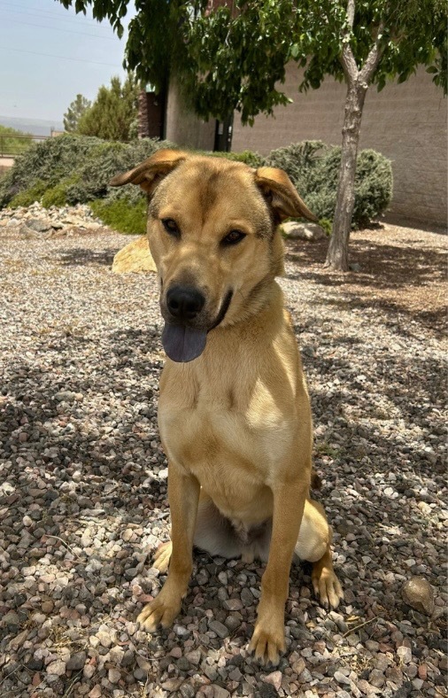 Scrunchie, an adoptable Labrador Retriever in Cottonwood, AZ, 86326 | Photo Image 3