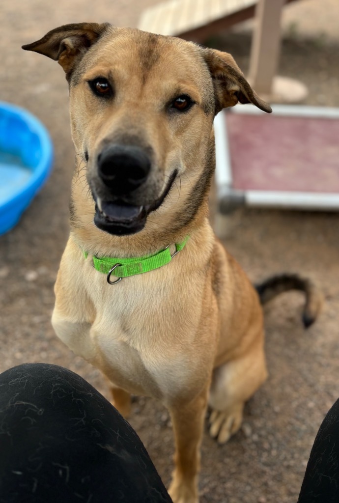 Scrunchie, an adoptable Labrador Retriever in Cottonwood, AZ, 86326 | Photo Image 4