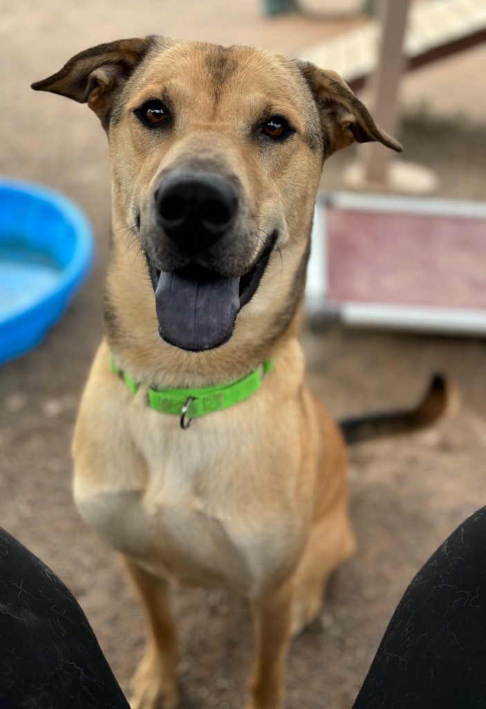 Scrunchie, an adoptable Labrador Retriever in Cottonwood, AZ, 86326 | Photo Image 5