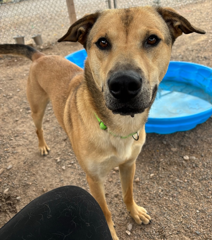 Scrunchie, an adoptable Labrador Retriever in Cottonwood, AZ, 86326 | Photo Image 6