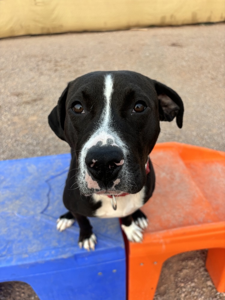 Healy, an adoptable Mixed Breed in Rapid City, SD, 57702 | Photo Image 4