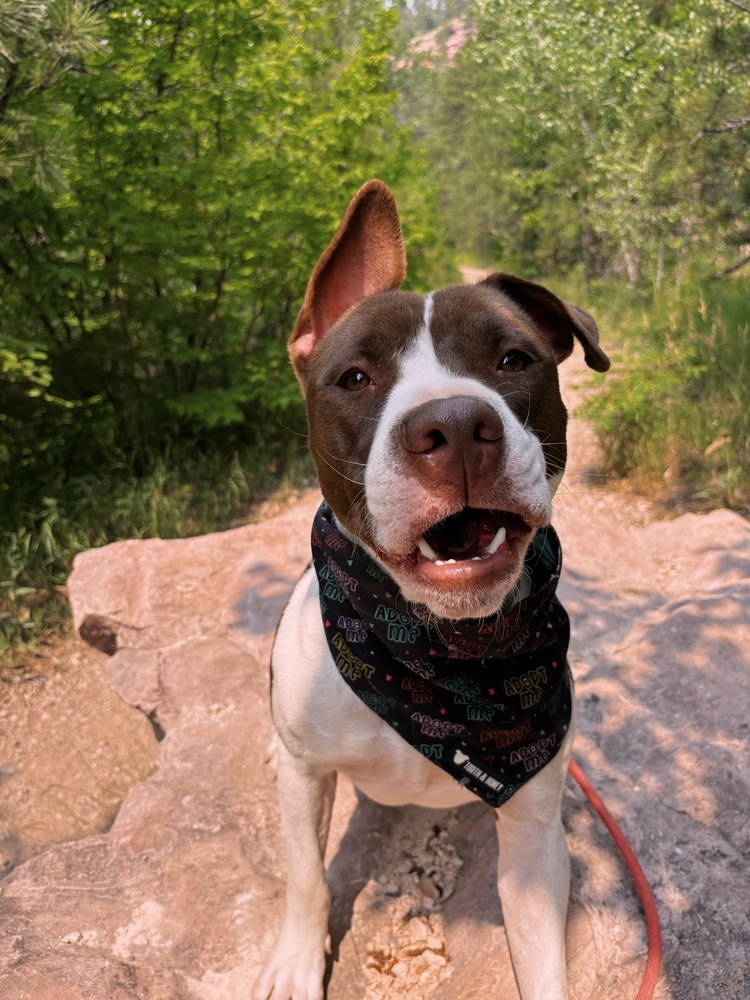 Roger, an adoptable Mixed Breed in Rapid City, SD, 57702 | Photo Image 1