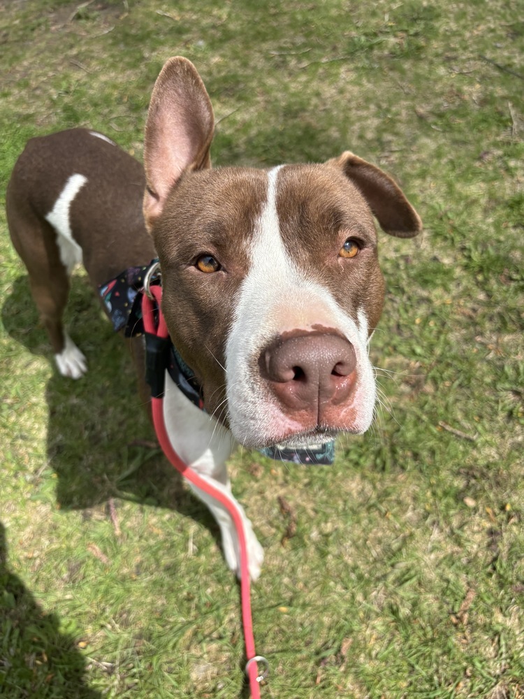 Roger, an adoptable Mixed Breed in Rapid City, SD, 57702 | Photo Image 7