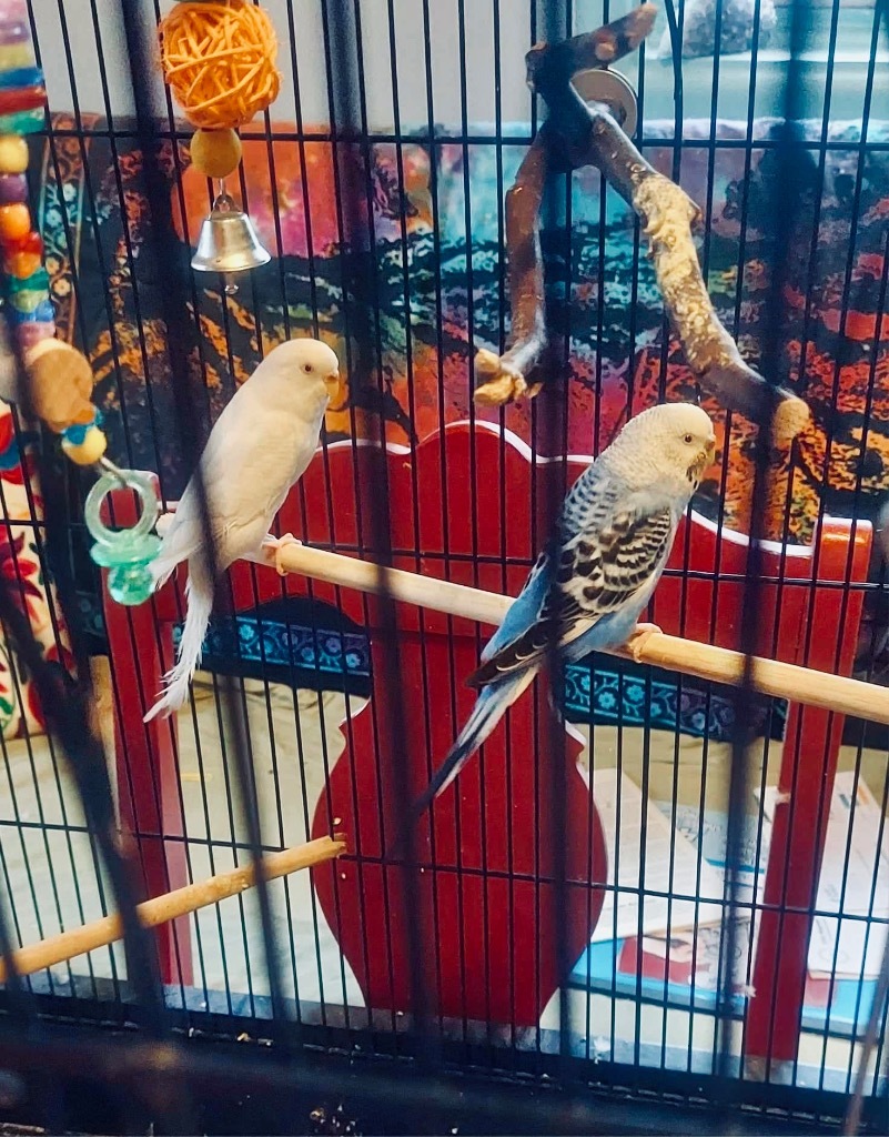 Parrot for adoption - Dawson / Budgie Schuyler, a Budgie / Budgerigar ...