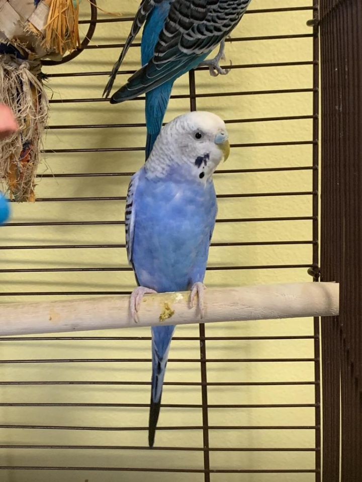 Parrot for adoption - Dawson / Budgie Schuyler, a Budgie / Budgerigar ...