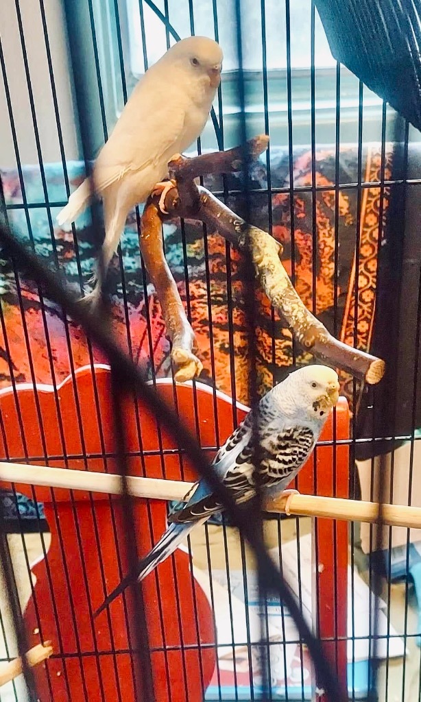 Parrot for adoption - Dawson / Budgie Schuyler, a Budgie / Budgerigar ...