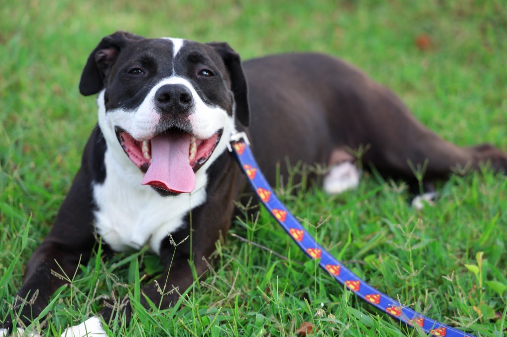 Dog for adoption - Leo, an American Staffordshire Terrier & Labrador ...