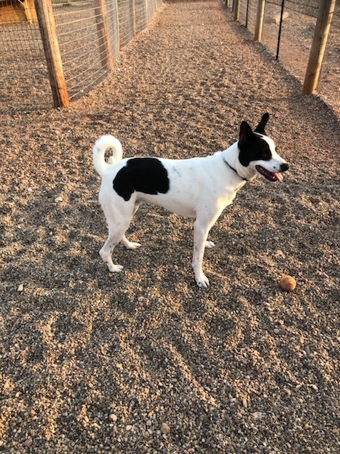 Pepper 2, an adoptable Border Collie in Hot Springs, SD, 57747 | Photo Image 1