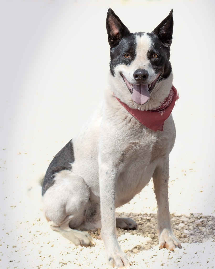 Pepper 2, an adoptable Border Collie in Hot Springs, SD, 57747 | Photo Image 2