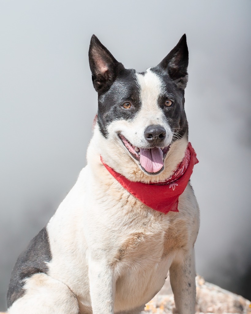 Pepper 2, an adoptable Border Collie in Hot Springs, SD, 57747 | Photo Image 3