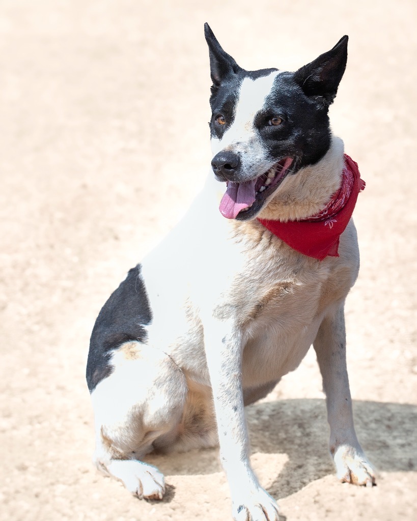 Pepper 2, an adoptable Border Collie in Hot Springs, SD, 57747 | Photo Image 4