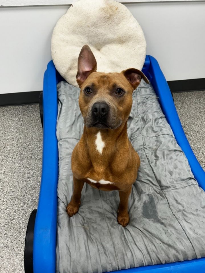 Dog for adoption Mr Jim Beam, a Pit Bull Terrier in Findlay, OH