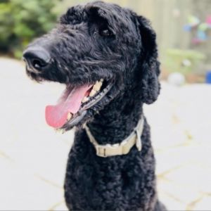 Adopt Preston Quinn an amazing 2-year old handsome black standard poodle weighi