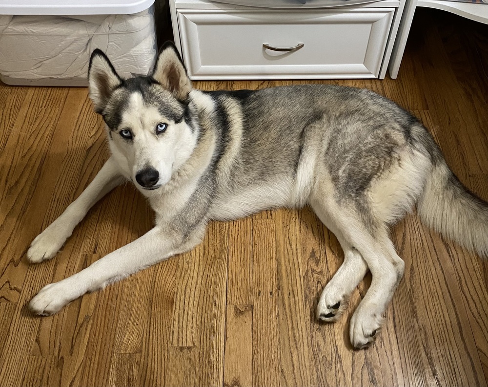 Frankie SC, an adoptable Husky in San Angelo, TX, 76905 | Photo Image 4