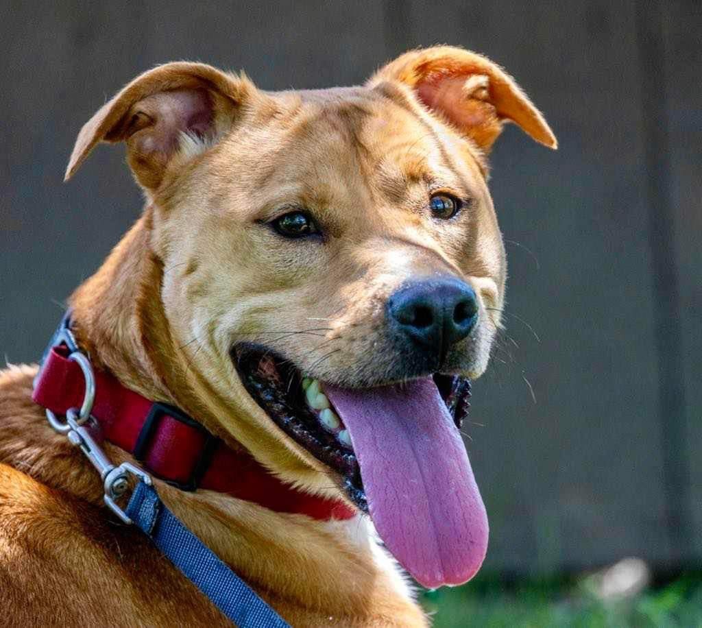 Tank, an adoptable Terrier in White Hall, IL, 62092 | Photo Image 2