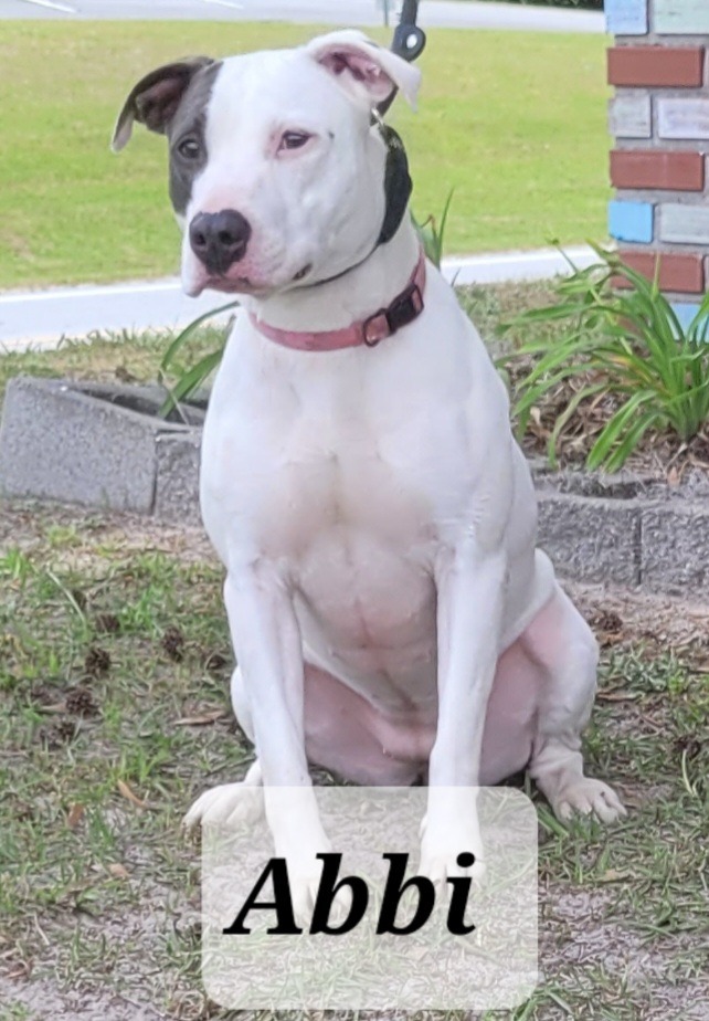 Abbi