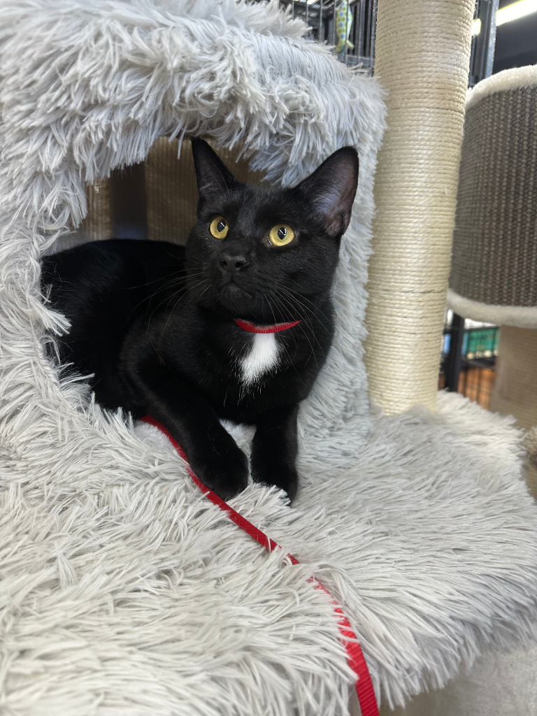 Bullet, an adoptable Domestic Short Hair in Calgary, AB, T3S 0C5 | Photo Image 2