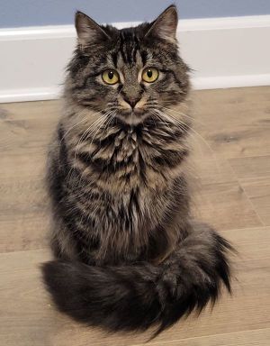 Sigrid Domestic Short Hair Cat