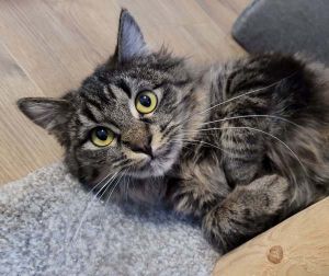 Sigrid is a wonderful cat She has beautiful soft fur and loves attention and petting and likes bein