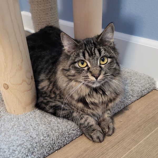 Sigrid, an adoptable Domestic Short Hair in Spokane Valley, WA, 99212 | Photo Image 4