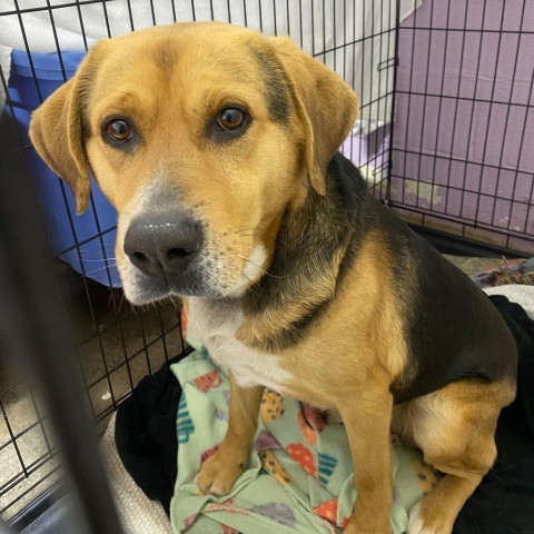 Dog for adoption Oliver a Hound in Jefferson city TN Petfinder