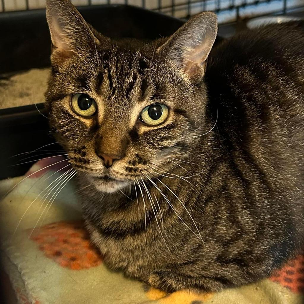 Jewel, an adoptable Domestic Short Hair in Parkersburg, WV, 26101 | Photo Image 1