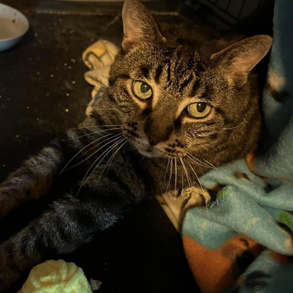 Jewel, an adoptable Domestic Short Hair in Parkersburg, WV, 26101 | Photo Image 2