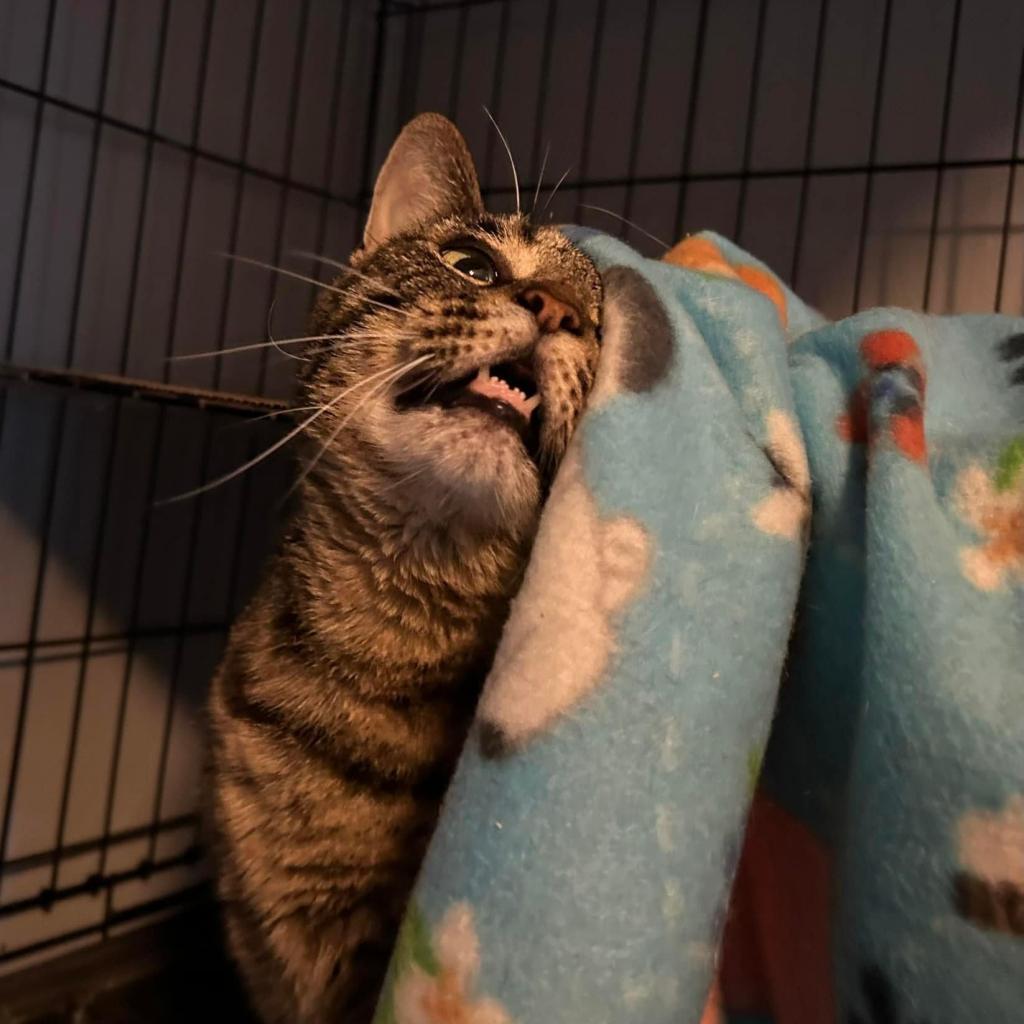 Jewel, an adoptable Domestic Short Hair in Parkersburg, WV, 26101 | Photo Image 3