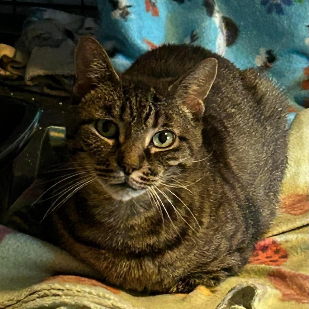 Jewel, an adoptable Domestic Short Hair in Parkersburg, WV, 26101 | Photo Image 4