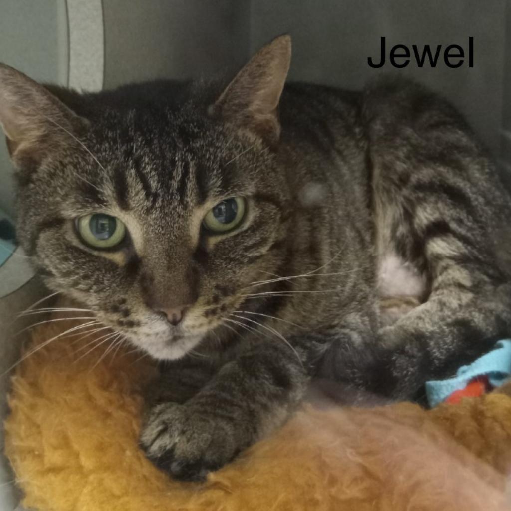 Jewel, an adoptable Domestic Short Hair in Parkersburg, WV, 26101 | Photo Image 5