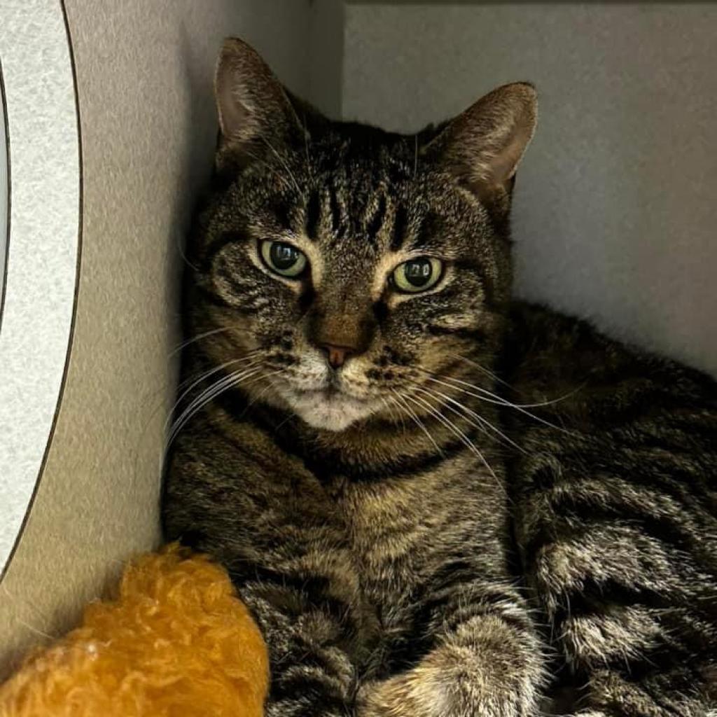 Jewel, an adoptable Domestic Short Hair in Parkersburg, WV, 26101 | Photo Image 6