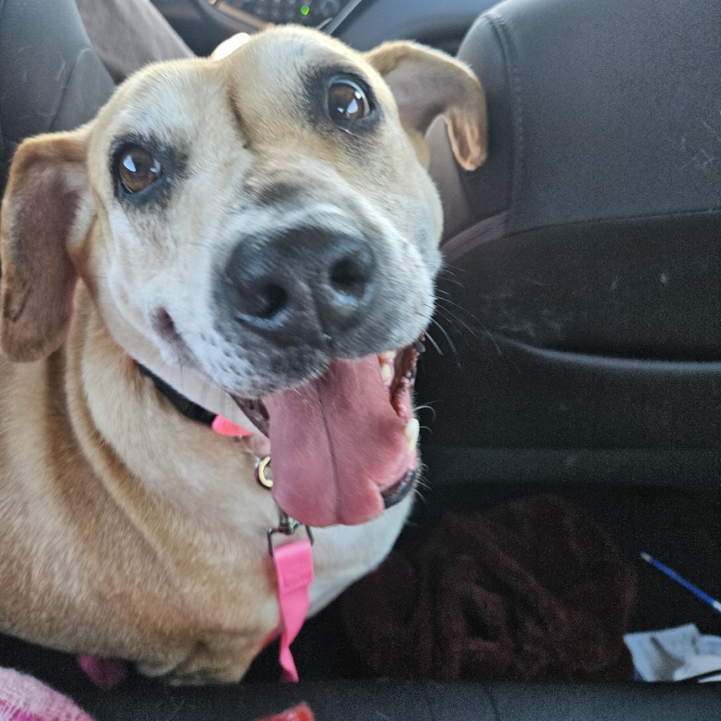 Tammy, an adoptable Labrador Retriever, Black Mouth Cur in Beaumont, TX, 77703 | Photo Image 1