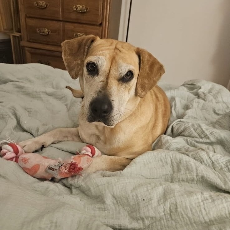 Tammy, an adoptable Labrador Retriever, Black Mouth Cur in Beaumont, TX, 77703 | Photo Image 5