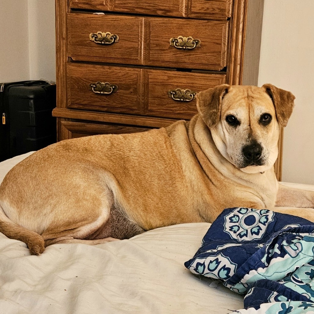 Tammy, an adoptable Labrador Retriever, Black Mouth Cur in Beaumont, TX, 77703 | Photo Image 6