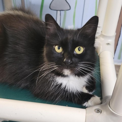 Sasha, an adoptable Domestic Medium Hair in Hamilton, GA, 31811 | Photo Image 1