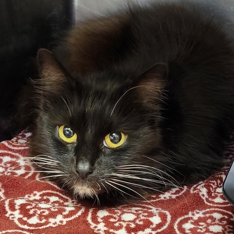 Sasha, an adoptable Domestic Medium Hair in Hamilton, GA, 31811 | Photo Image 2