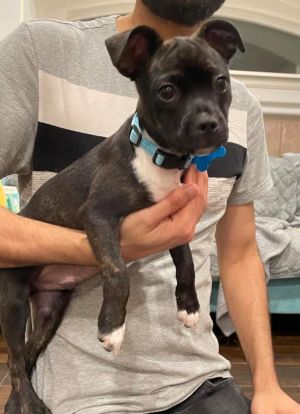 Animal Profile Bradley is a handsome male Boston Terrier mix estimated to be 12 weeks old He and 