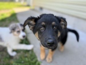 Meet Chunky an adorable two-month-old fuzzy Shepherd mix with a heart as big as