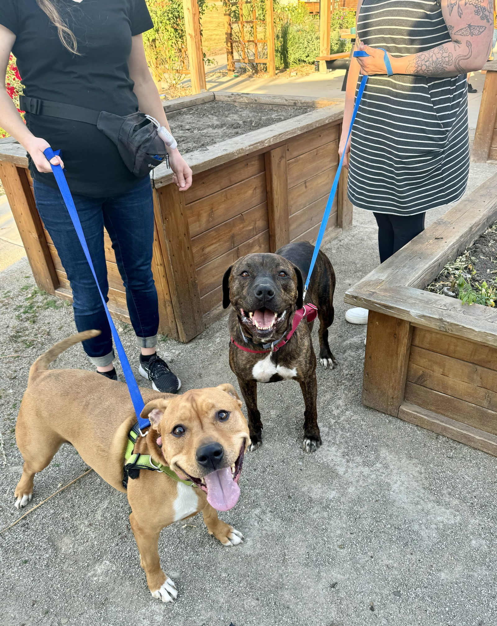 Dora (Bonded w/ Diego), an adoptable Pit Bull Terrier in Williamsburg, IA, 52361 | Photo Image 1