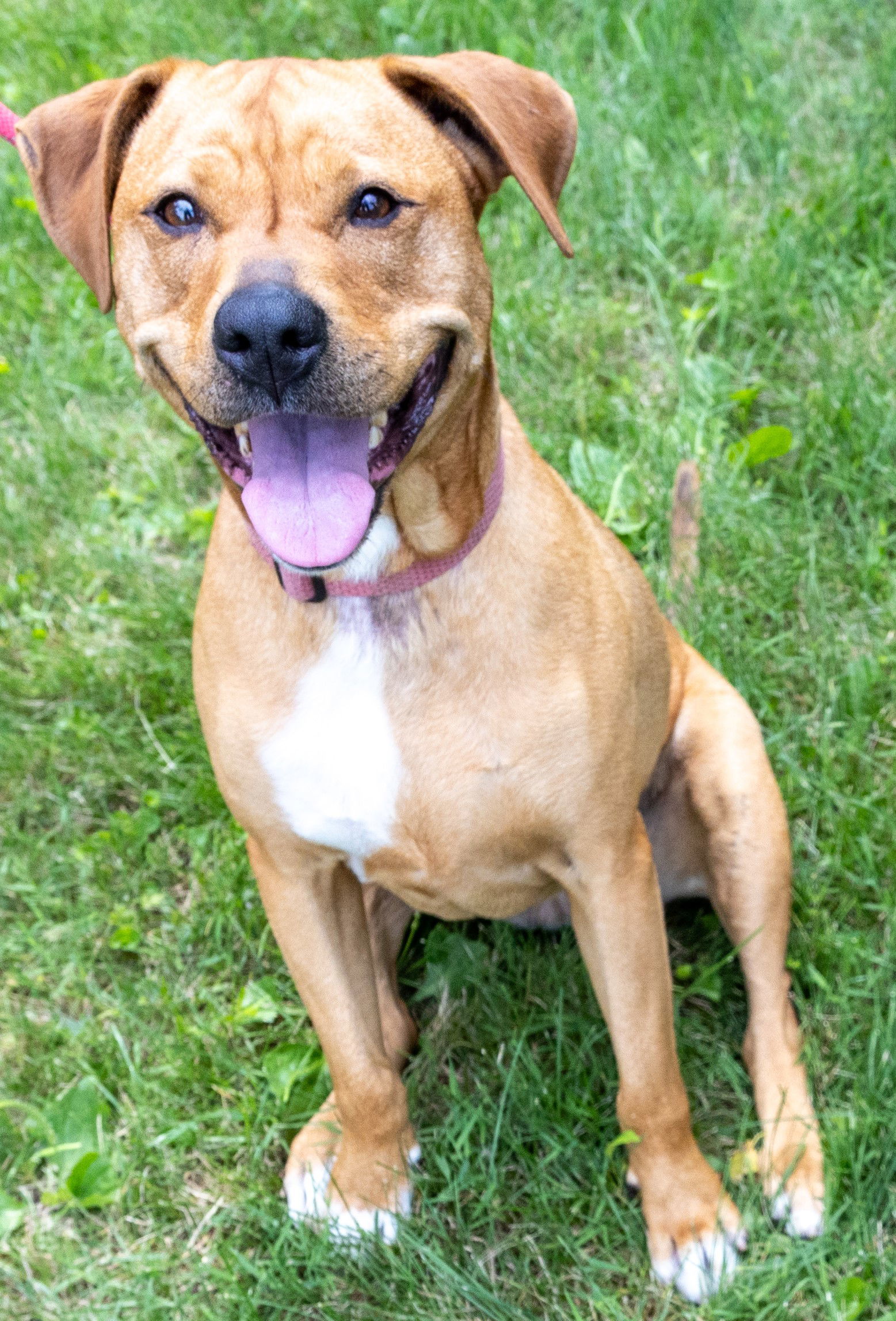 Dora (Bonded w/ Diego), an adoptable Pit Bull Terrier in Williamsburg, IA, 52361 | Photo Image 3