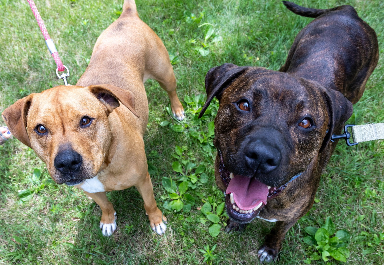 Diego (Bonded w/ Dora), an adoptable Pit Bull Terrier in Williamsburg, IA, 52361 | Photo Image 1