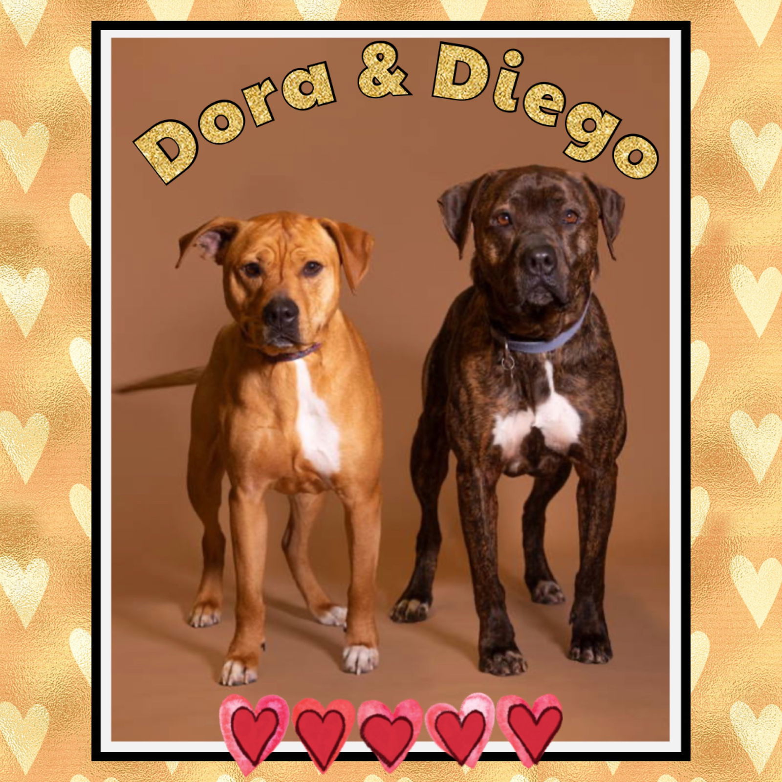 Diego (Bonded w/ Dora), an adoptable Pit Bull Terrier in Williamsburg, IA, 52361 | Photo Image 2
