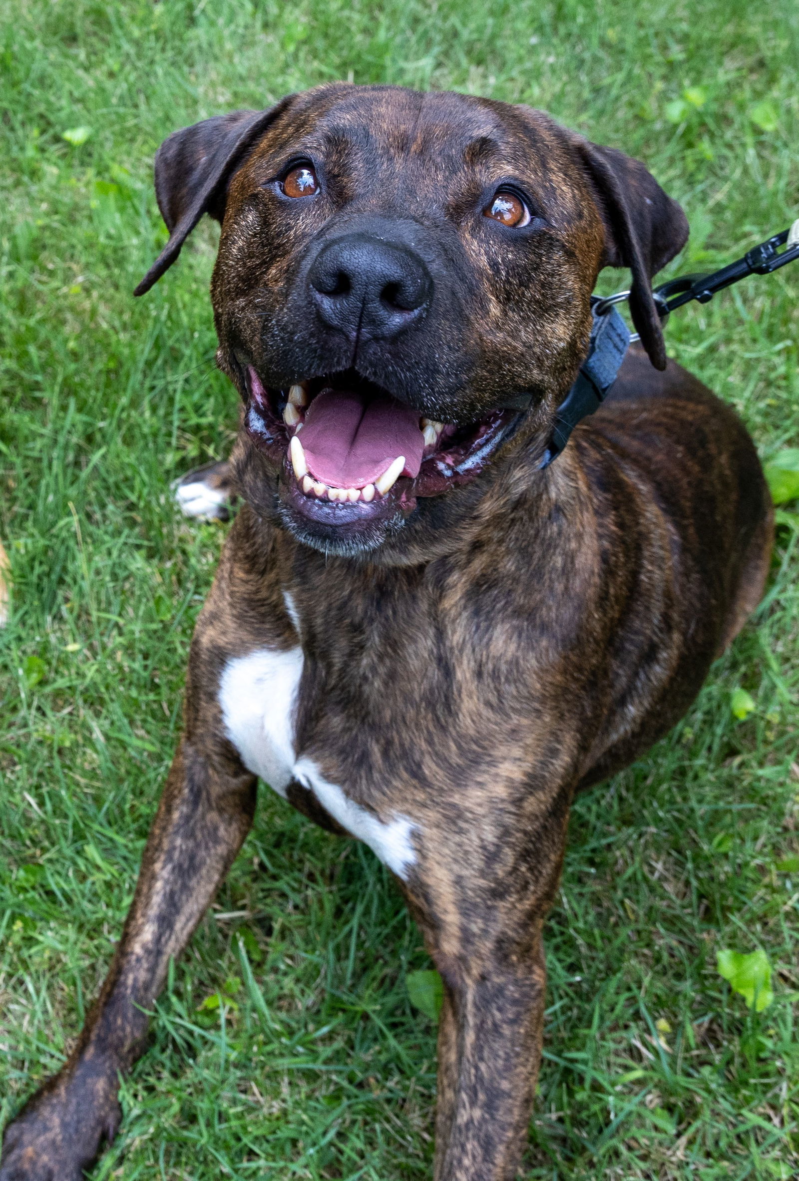 Diego (Bonded w/ Dora), an adoptable Pit Bull Terrier in Williamsburg, IA, 52361 | Photo Image 3