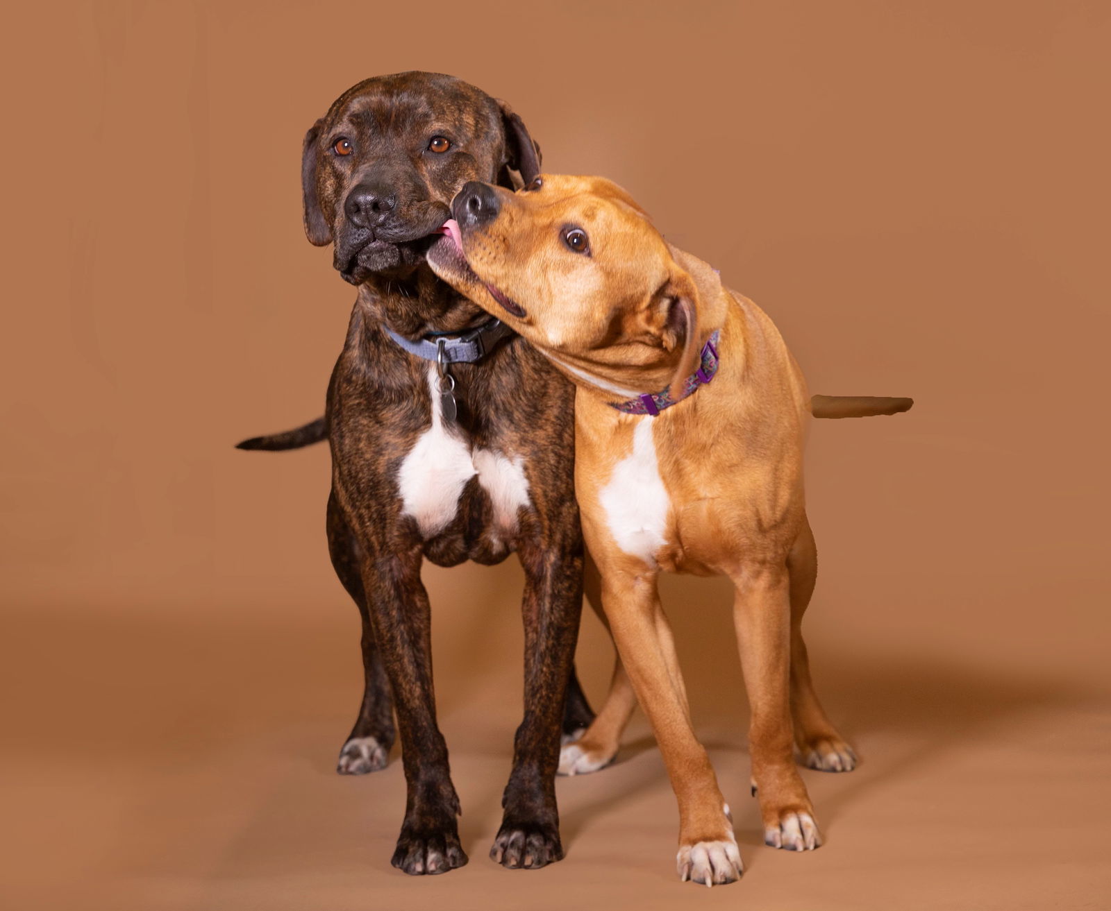 Diego (Bonded w/ Dora), an adoptable Pit Bull Terrier in Williamsburg, IA, 52361 | Photo Image 3